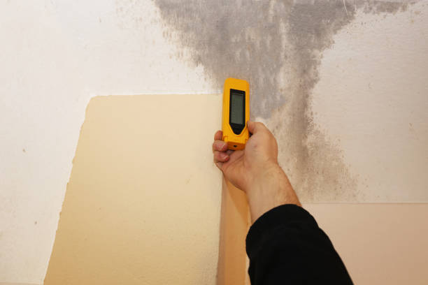 Best Basement Mold Removal  in Pembroke, VA