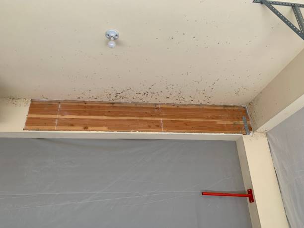 Best Emergency Mold Remediation  in Pembroke, VA