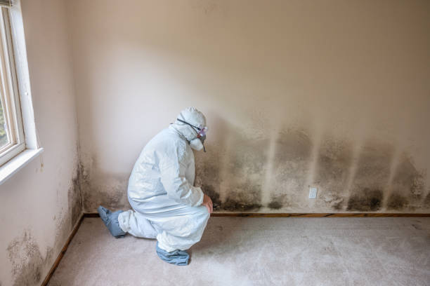 Best Mold Prevention Services  in Pembroke, VA