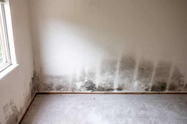 Best Comprehensive Air Testing for Mold Contaminants  in Pembroke, VA